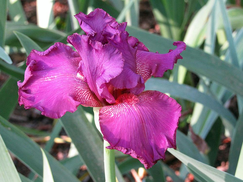 Photo of Tall Bearded Iris (Iris 'Ambroisie') uploaded by Lestv