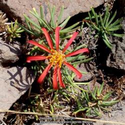 Location: Pre-Cordillera Los Andes (Rancagua, Chile)
This is a very low growing Mutisia species