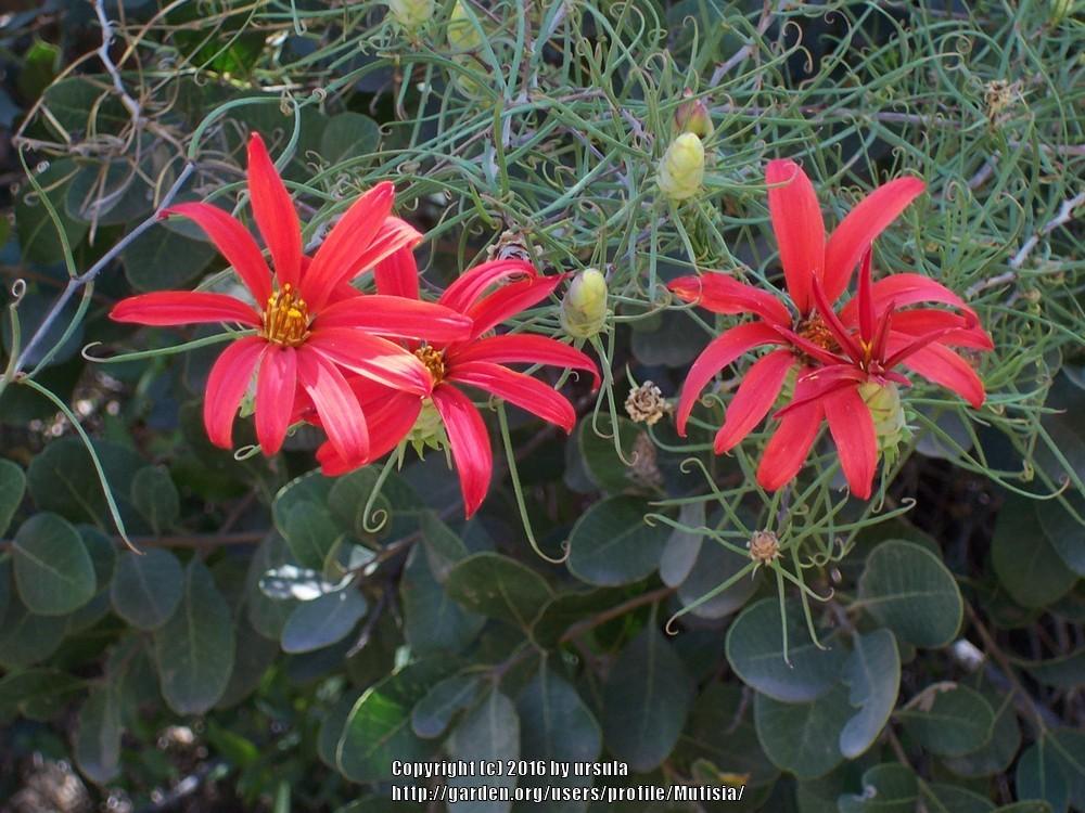 Photo of Clavel del Campo (Mutisia subulata) uploaded by Mutisia