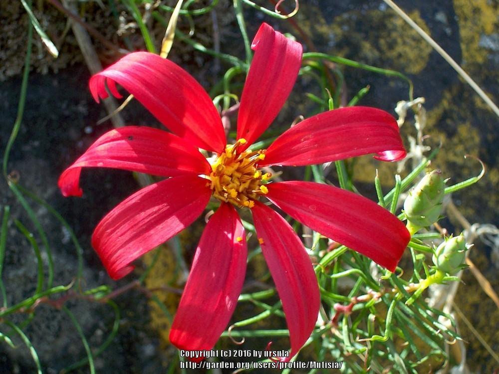 Photo of Clavel del Campo (Mutisia subulata) uploaded by Mutisia