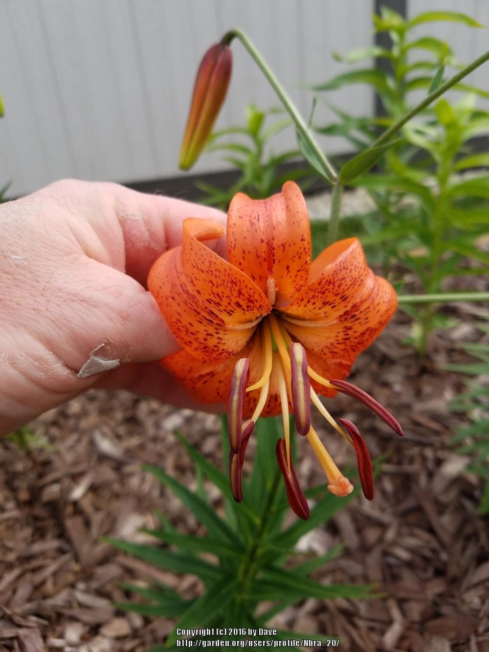 Photo of Lily (Lilium 'Karen North') uploaded by Nhra_20