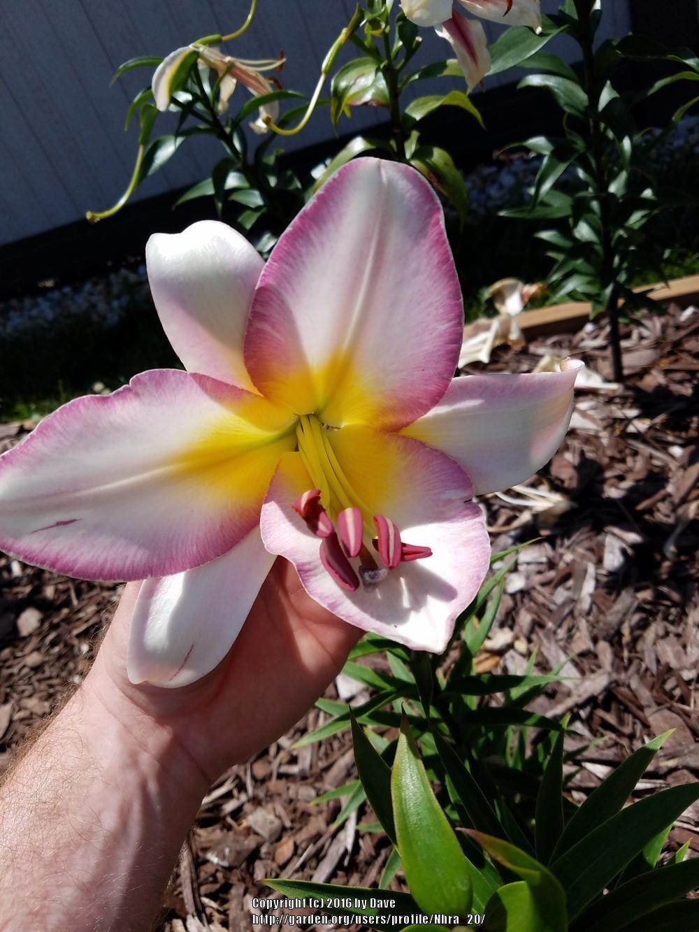 Photo of Lily (Lilium 'Tropic Moon') uploaded by Nhra_20