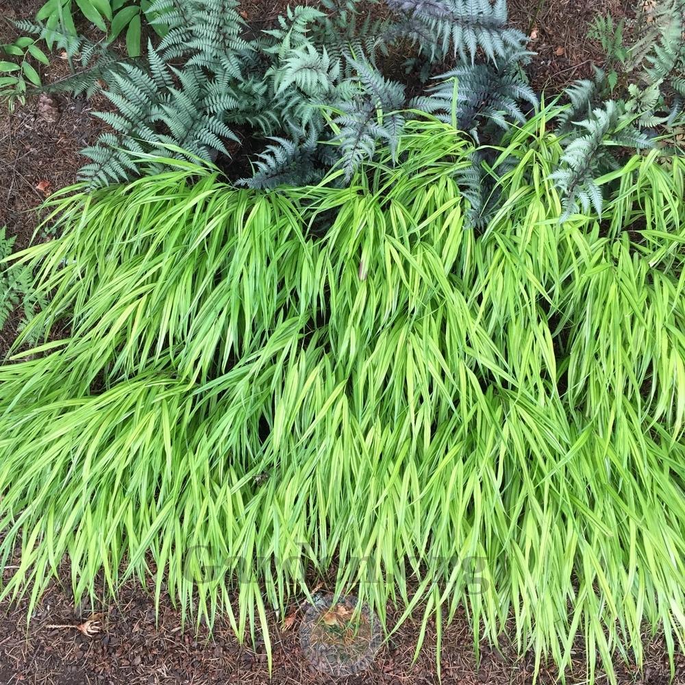 Photo of Japanese Forest Grass (Hakonechloa macra 'Aureola') uploaded by Patty