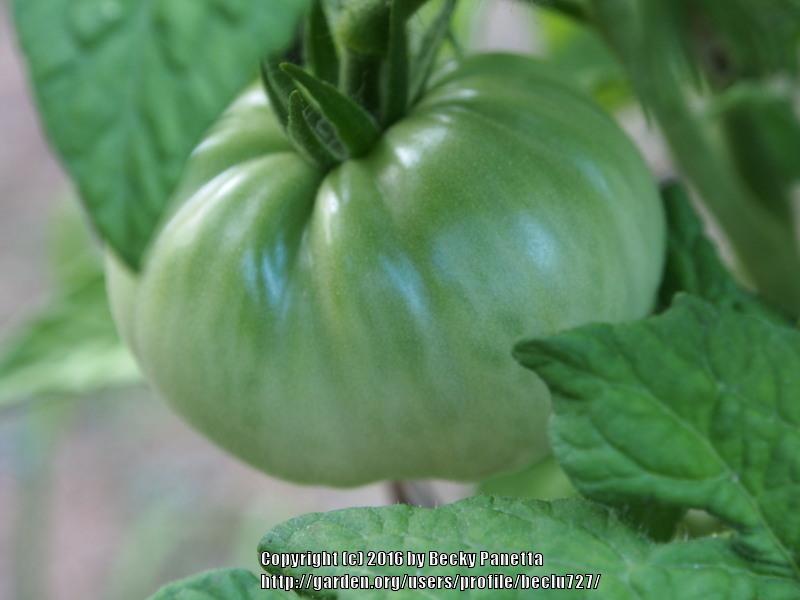 Photo of Tomato (Solanum lycopersicum 'Summertime Green') uploaded by beclu727