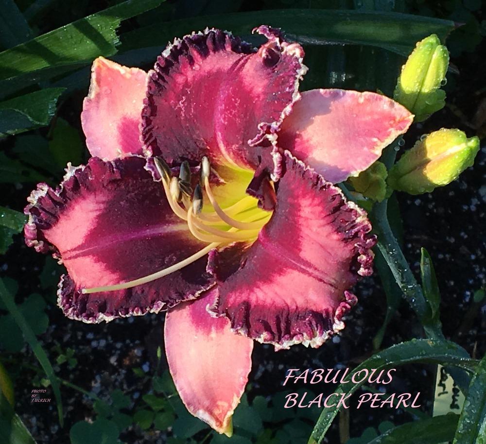 Photo of Daylily (Hemerocallis 'Fabulous Black Pearl') uploaded by julrich