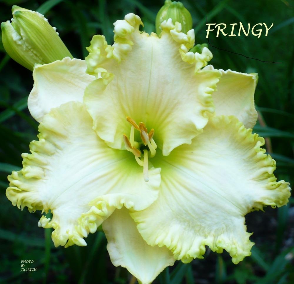 Photo of Daylily (Hemerocallis 'Fringy') uploaded by julrich