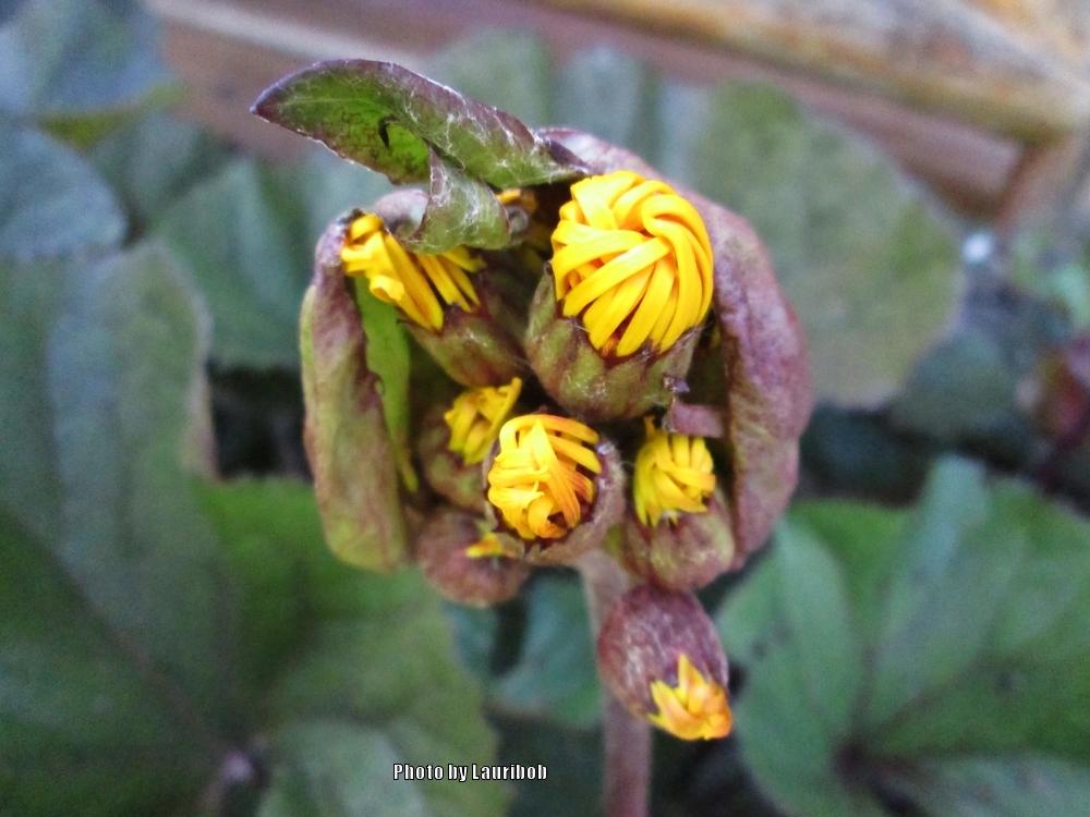Photo of Bigleaf Ligularia (Ligularia dentata 'Othello') uploaded by lauribob