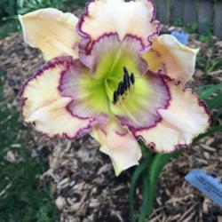 Location: My zone 5 garden
Date: 2016-07-26
1st bloom on a brand new plant this year.  This was a bonus plant