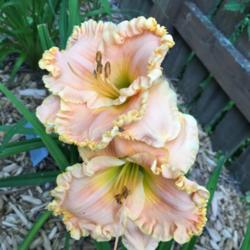 Location: My zone 5 garden
Date: 2016-07-26
This one already rebloomed and it is a new plant this year.