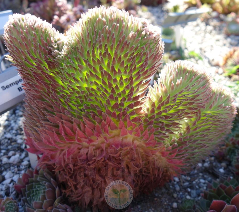 Photo of Hen and Chicks (Sempervivum 'Blush') uploaded by springcolor