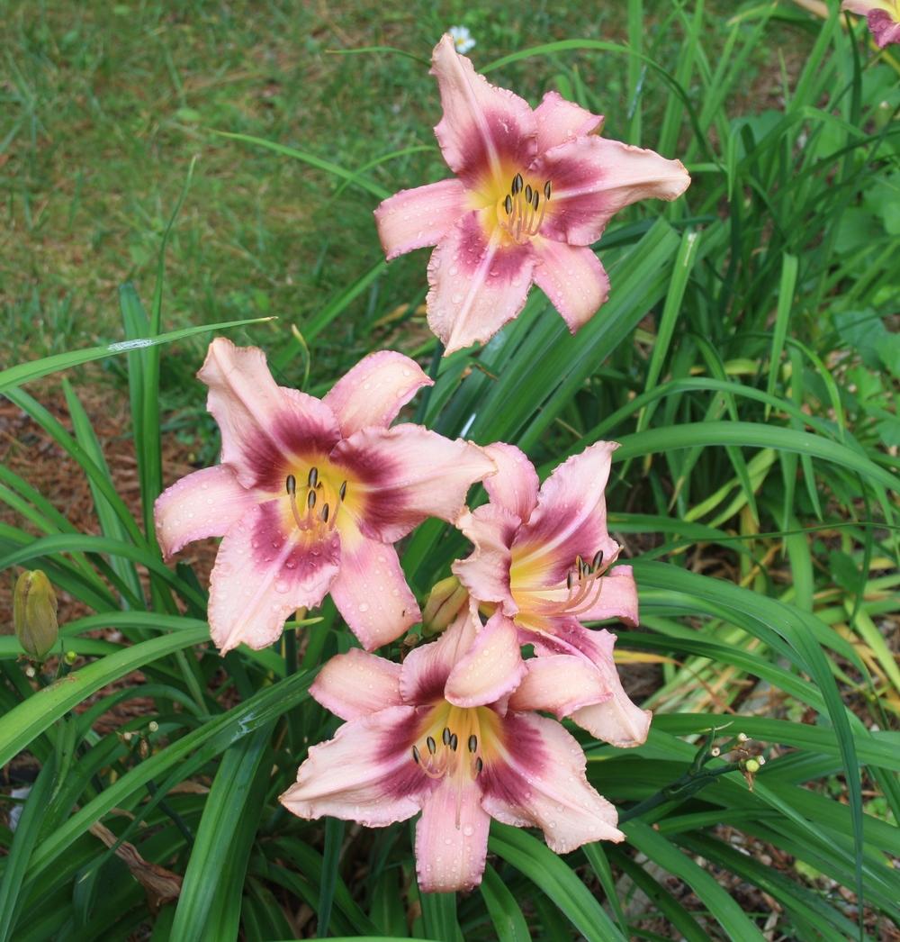 Photo of Daylily (Hemerocallis 'Chicago Gown') uploaded by touchofsky