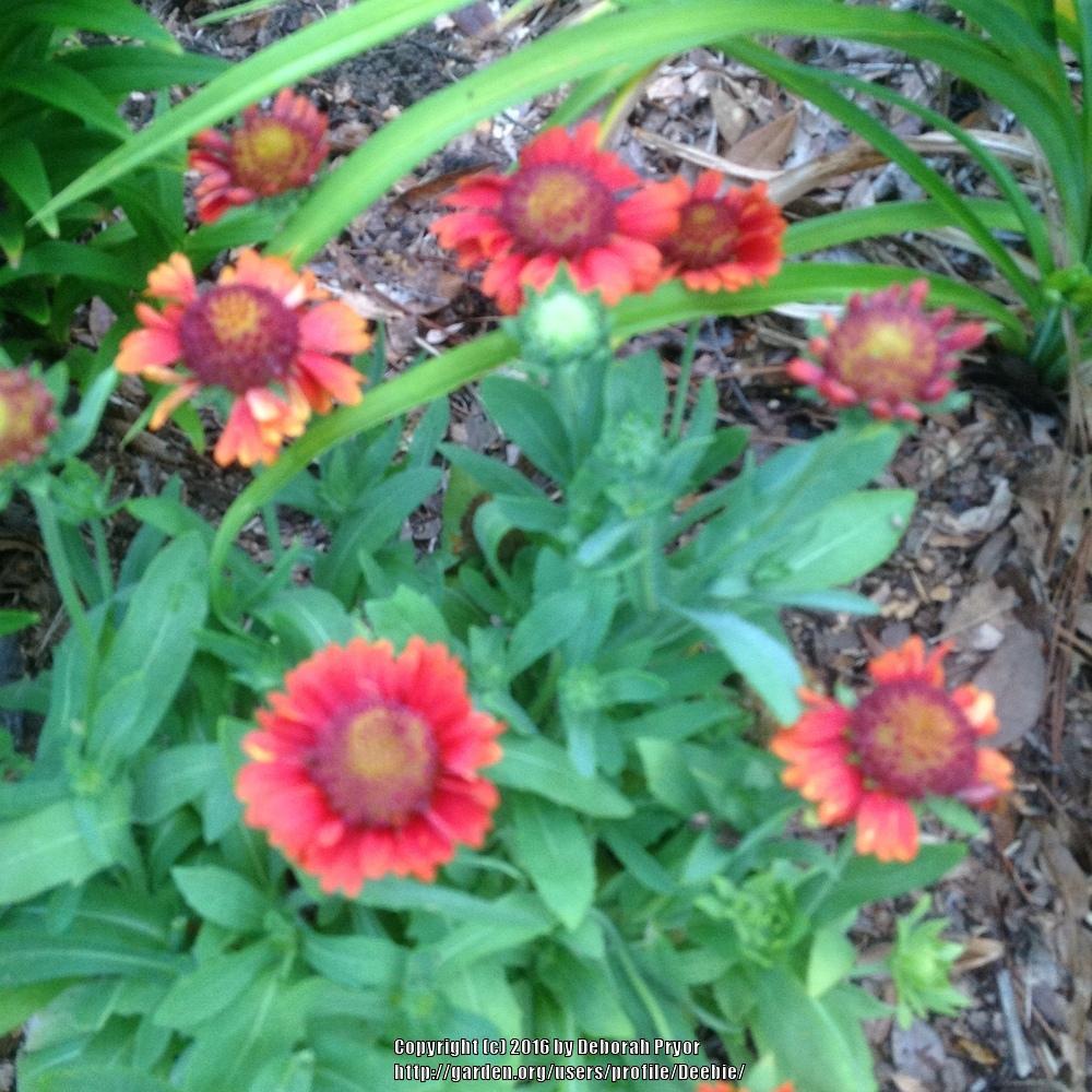 Photo of Blanket Flower (Gaillardia Gallo® Red) uploaded by Deebie