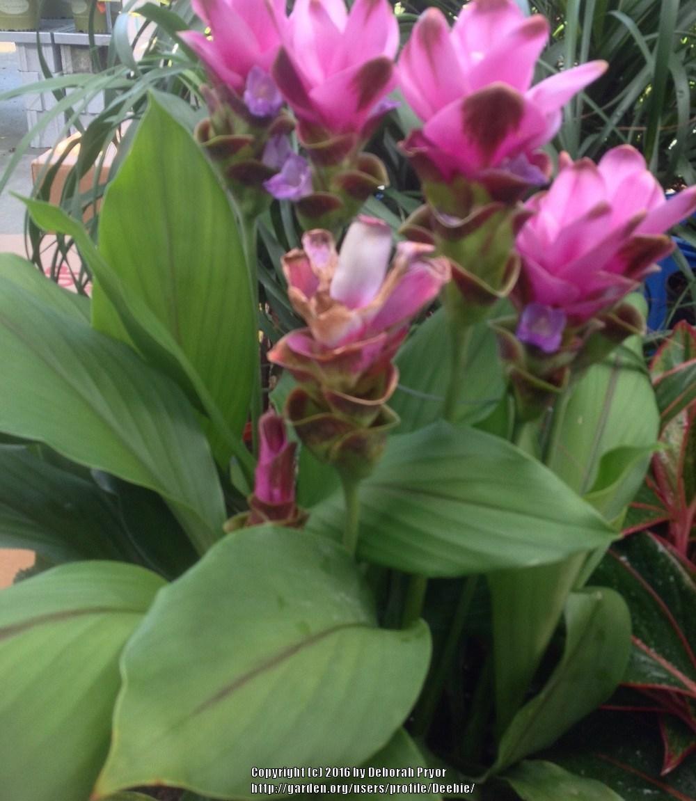 Photo of Siam Tulip (Curcuma alismatifolia) uploaded by Deebie