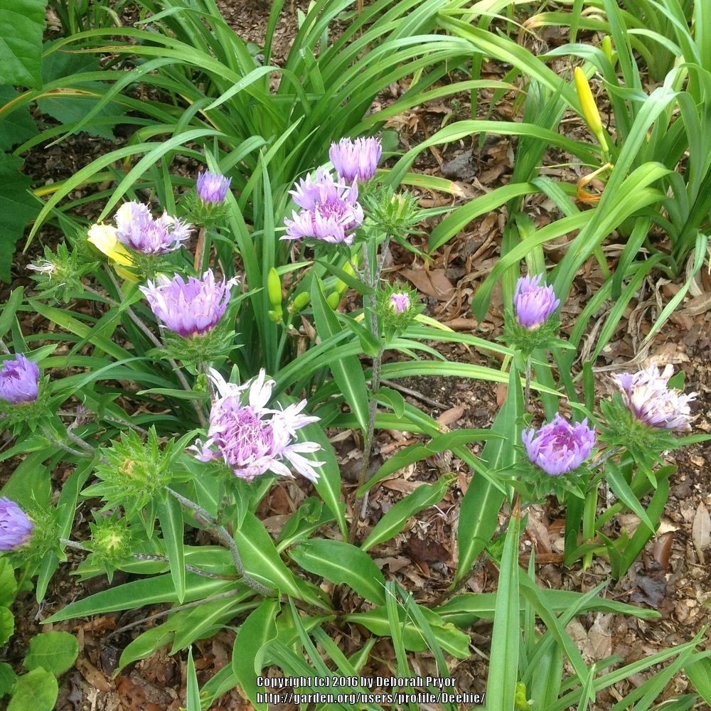 Photo of Stokes' Aster (Stokesia laevis) uploaded by Deebie