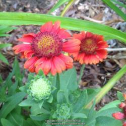 Location: Orangeburg, SC
Date: 2016-04-22
Gaillardia Gallo Red Blooms