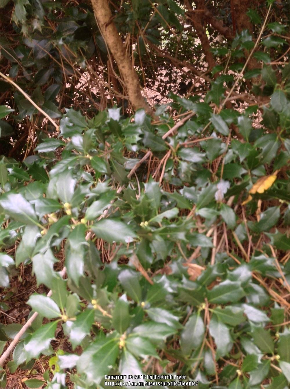 Photo of False Holly (Osmanthus heterophyllus) uploaded by Deebie