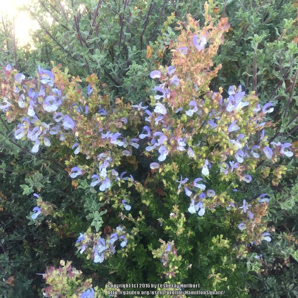 Photo of African Blue Sage (Salvia chamelaeagnea) uploaded by HamiltonSquare