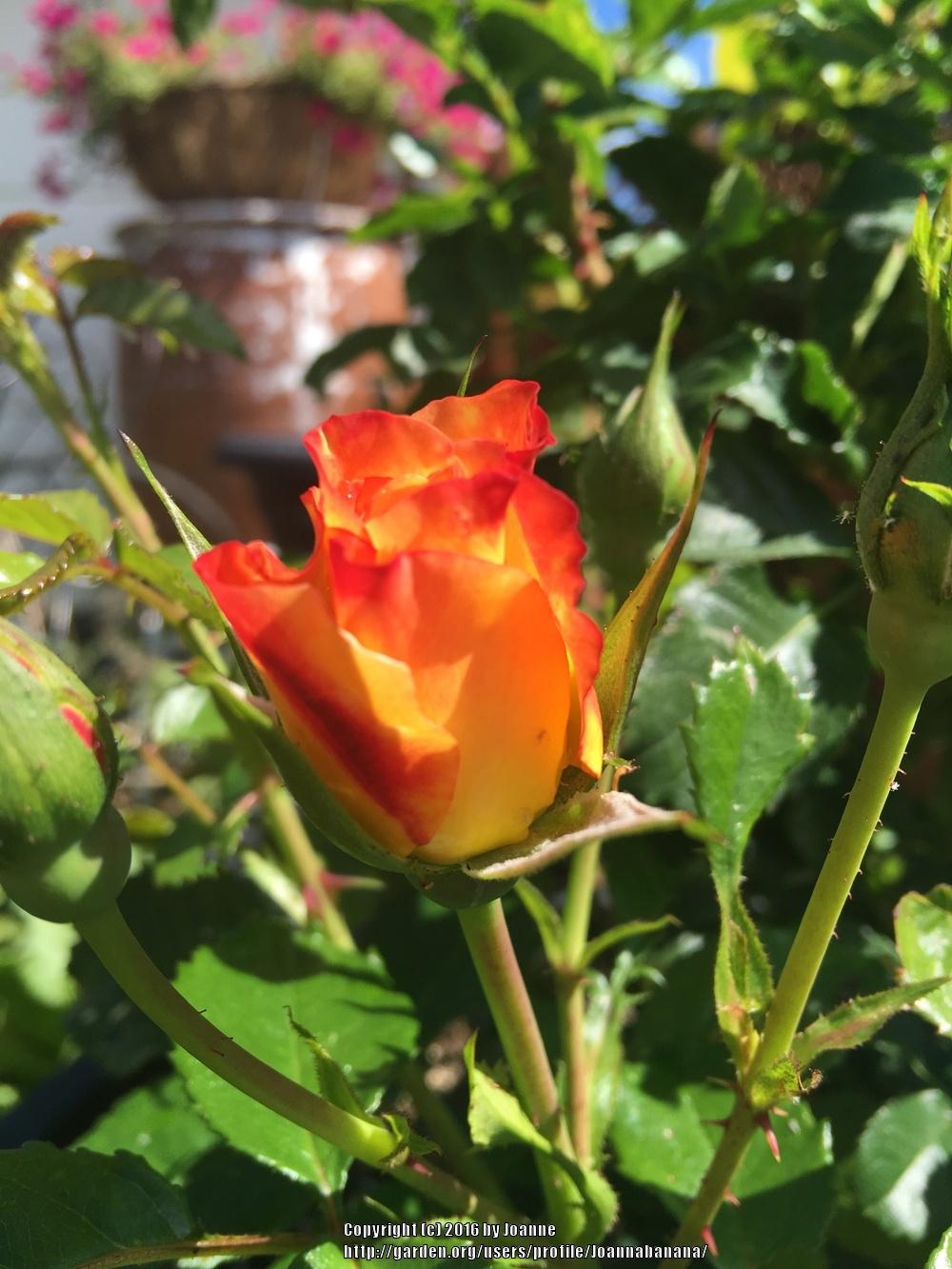 Photo of Rose (Rosa 'Rugelda') uploaded by Joannabanana
