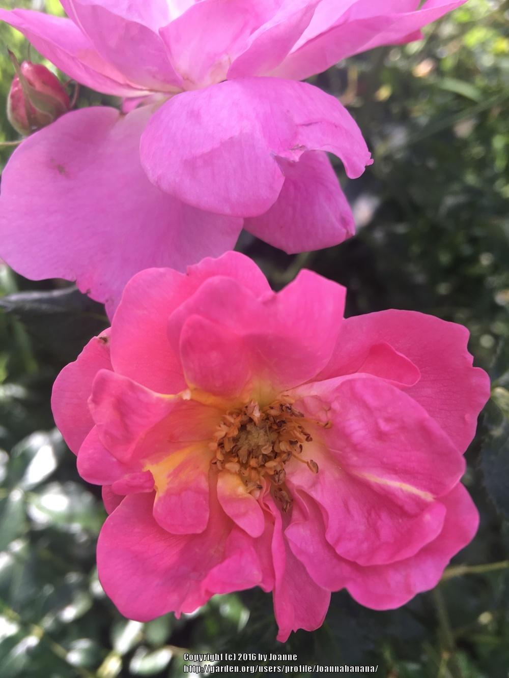 Photo of Rose (Rosa 'Simon Fraser') uploaded by Joannabanana