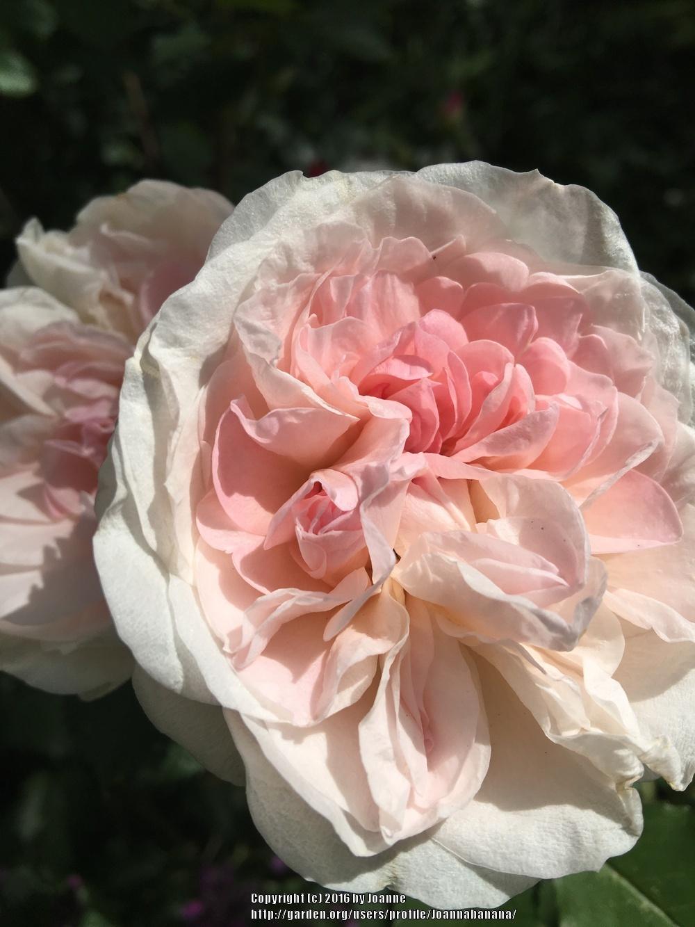 Photo of Rose (Rosa 'Morden Blush') uploaded by Joannabanana