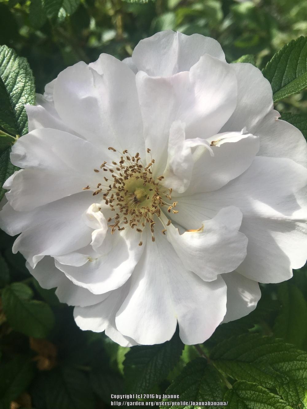 Photo of Hybrid Rugosa Rose (Rosa 'Blanc Double de Coubert') uploaded by Joannabanana