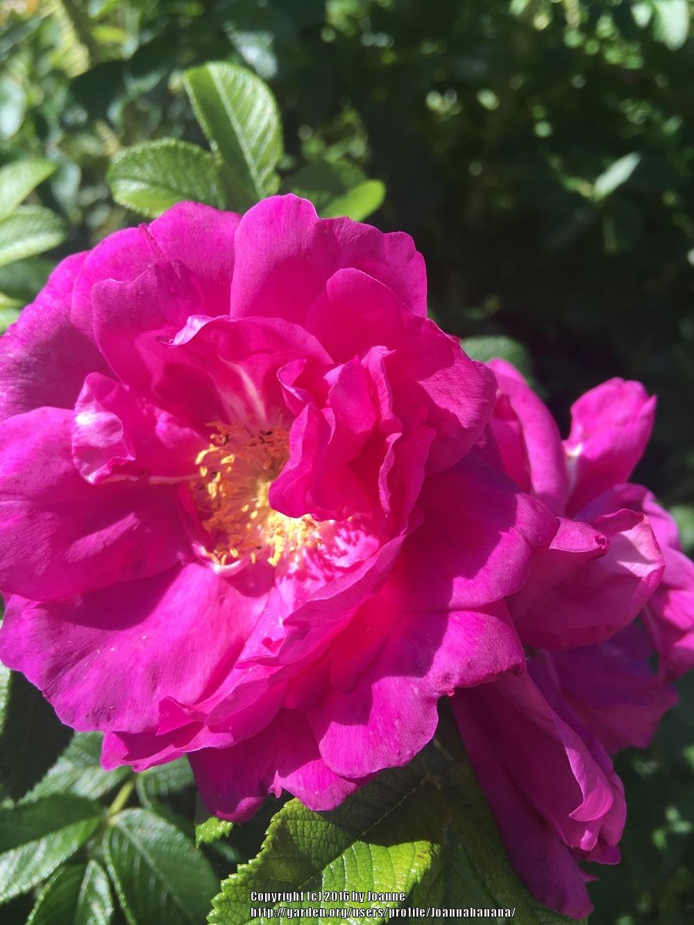 Photo of Rose (Rosa 'Rotes Meer') uploaded by Joannabanana