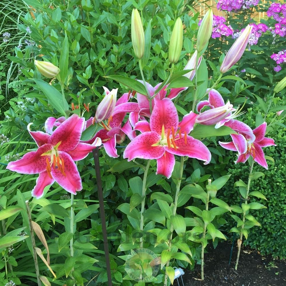 Photo of Oriental Lily (Lilium 'Star Gazer') uploaded by Patty