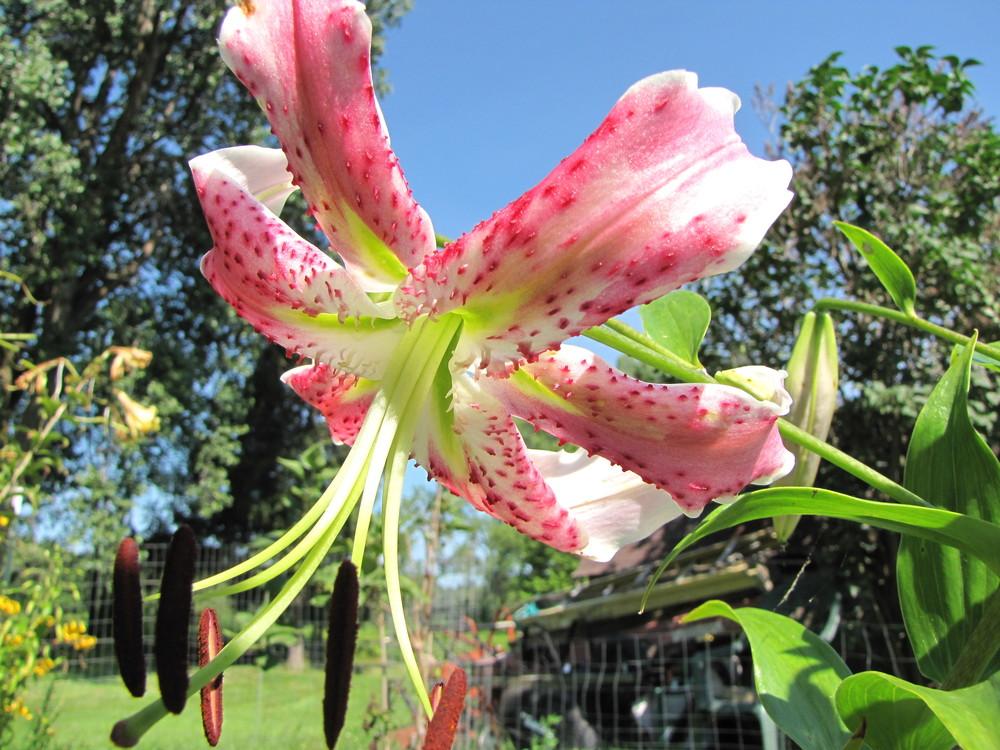 Photo of Lily (Lilium 'King Kong') uploaded by Roosterlorn