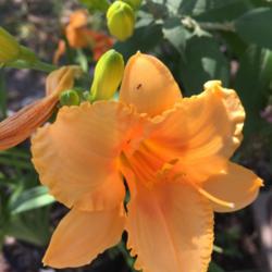 Location: My garden
Date: 2016-06-26
Seedling Magic in Orange x ?