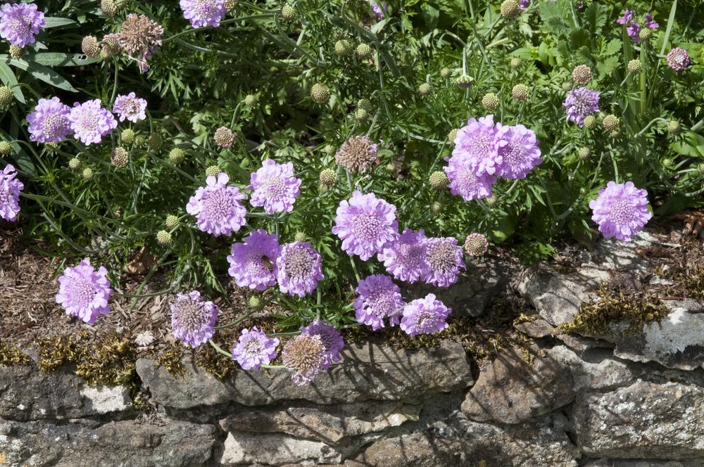 Photo of Scabiosa incisa 'Kudo' uploaded by cliftoncat