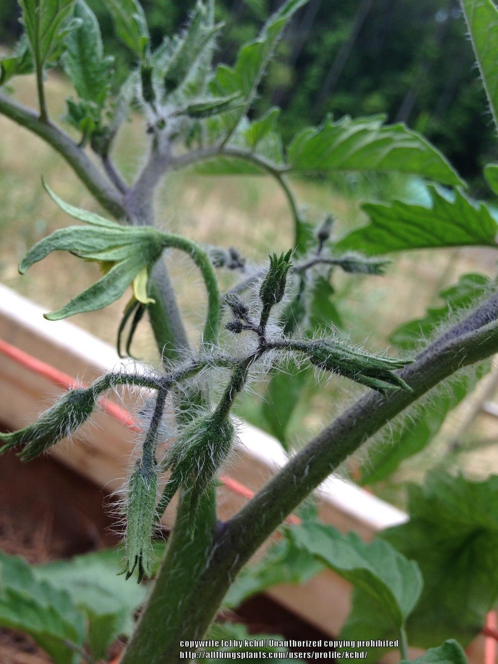 Photo of Tomato (Solanum lycopersicum 'Black Beauty') uploaded by kchd