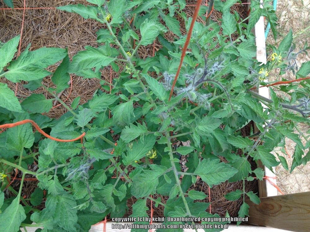 Photo of Tomato (Solanum lycopersicum 'Black Beauty') uploaded by kchd