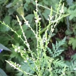 Location: Perelman Park, Manheim Township, Lancaster County Pennsylvania
Date: 2016-07-26
Tiny inconspicuous white flowers looks somewhat  like a minature 