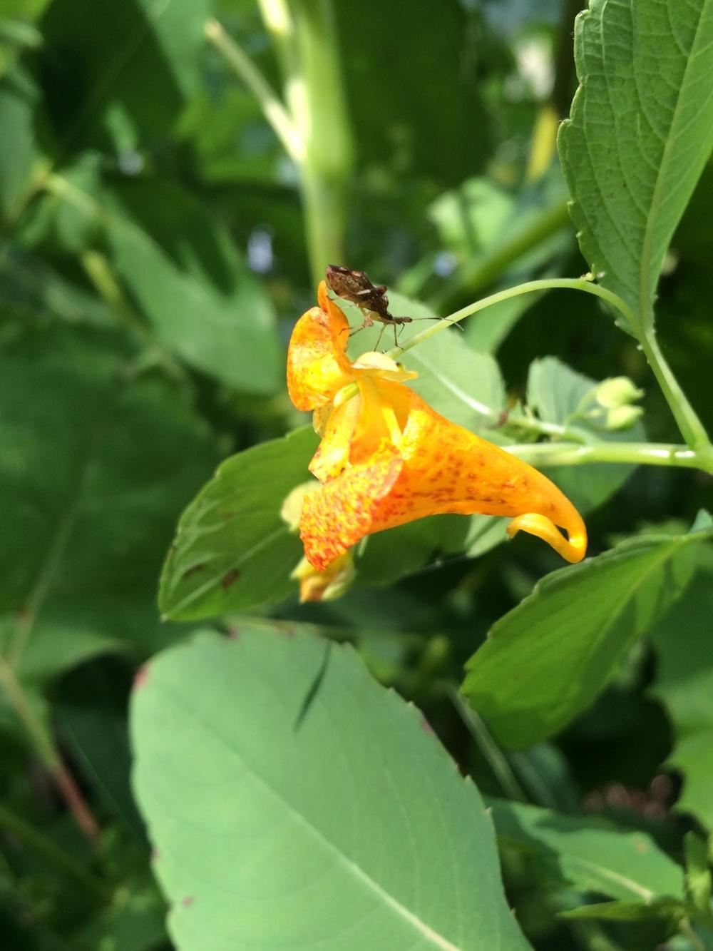 Photo of Orange Jewelweed (Impatiens capensis) uploaded by nativeplantlover