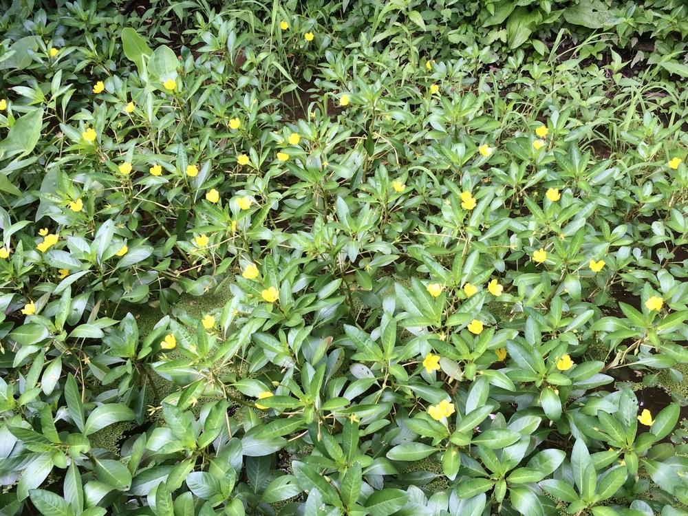Photo of Water Primrose (Ludwigia peploides) uploaded by nativeplantlover