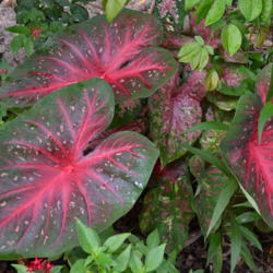 Location: Winter Springs, FL zone 9b
Date: 2016-06-22
Mixed pot of Caladiums, with Red Flash.