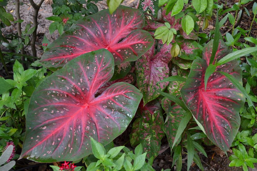 Photo of Fancy-leaf Caladium (Caladium 'Red Flash') uploaded by sunkissed