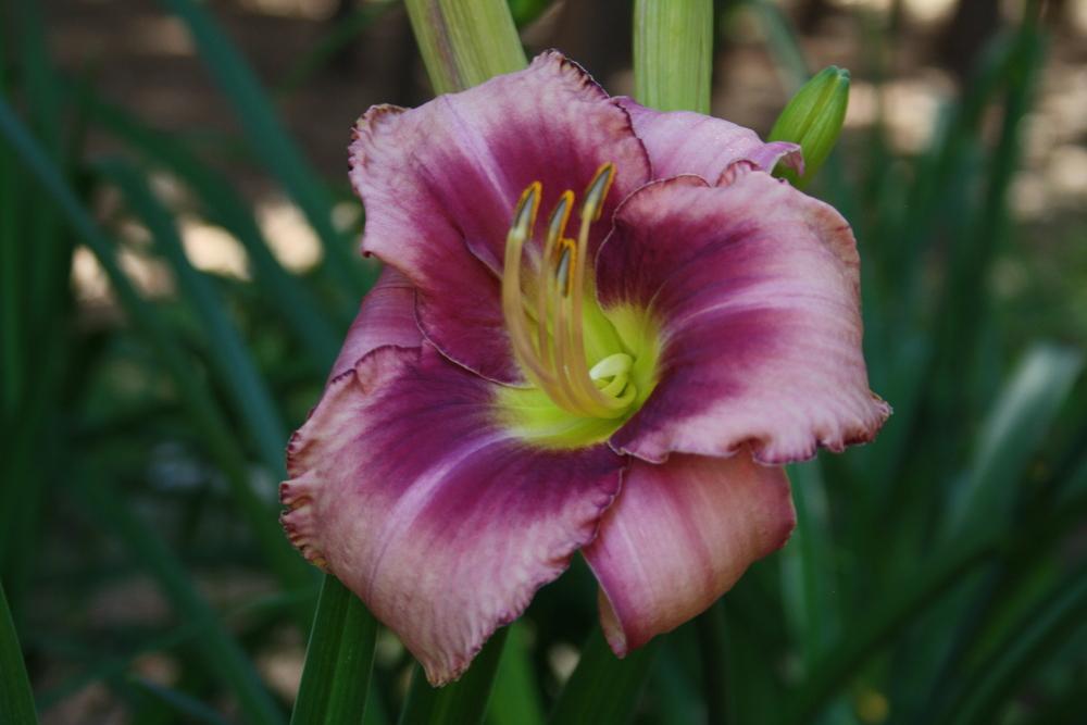 Photo of Daylily (Hemerocallis 'Chicago Picotee Queen') uploaded by touchofsky
