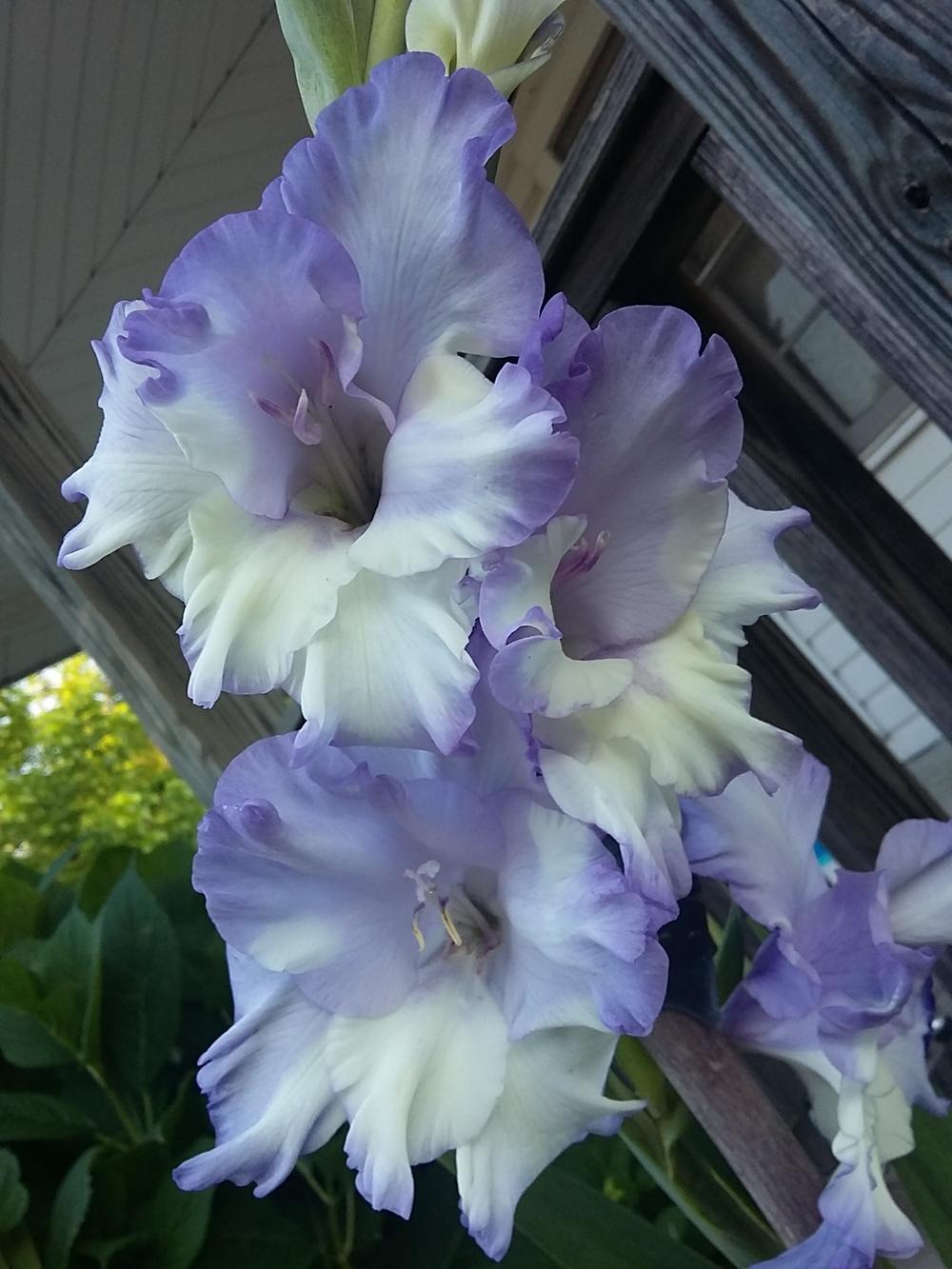 Photo of Gladiola (Gladiolus) uploaded by AmiC