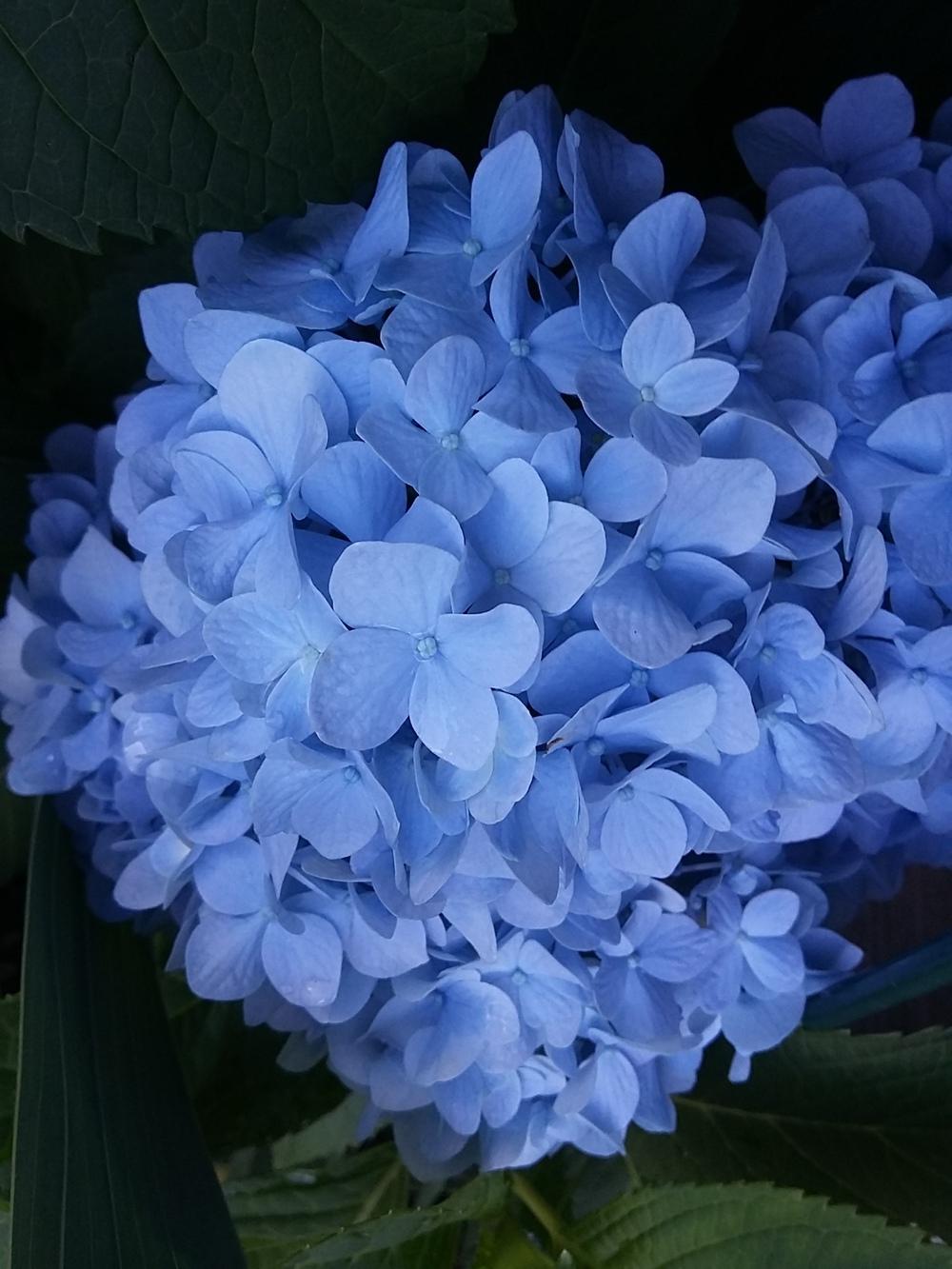 Photo of Bigleaf Hydrangea (Hydrangea macrophylla Endless Summer® The Original) uploaded by AmiC