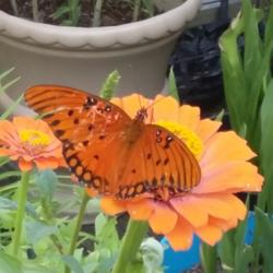 Location: Carbon Hill, AL 
Date: 2016-06-20
Butterfly on Zinnia