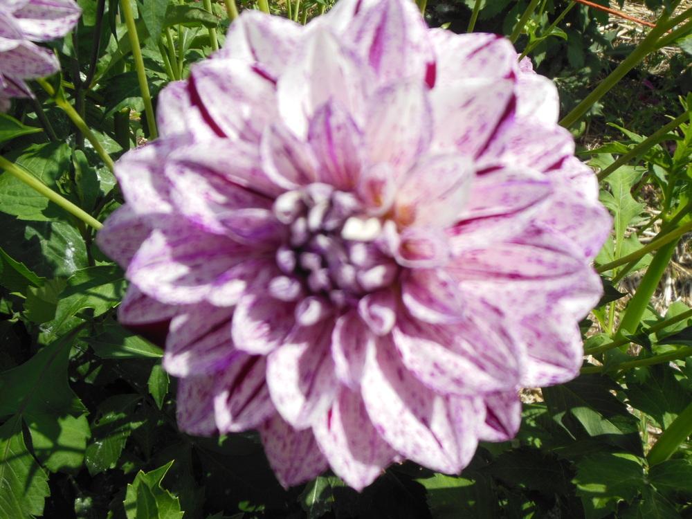 Photo of Dahlia 'Hulin's Carnival' uploaded by CLC70