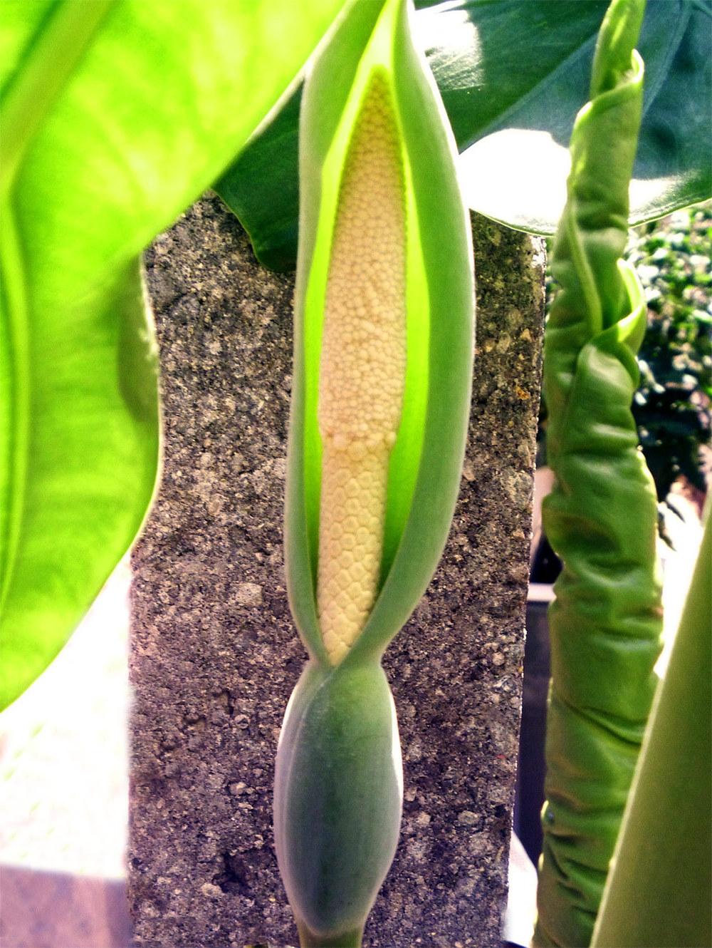 Aroids forum Suggestions pollinating Alocasia odora, recognizing