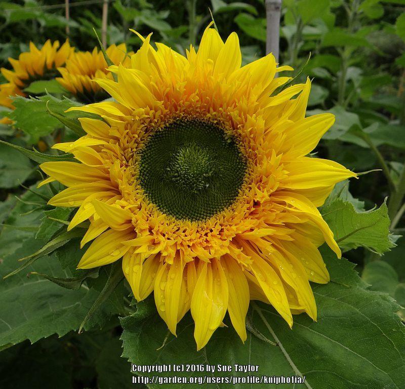 Photo of Sunflower (Helianthus annuus 'Greenburst') uploaded by kniphofia