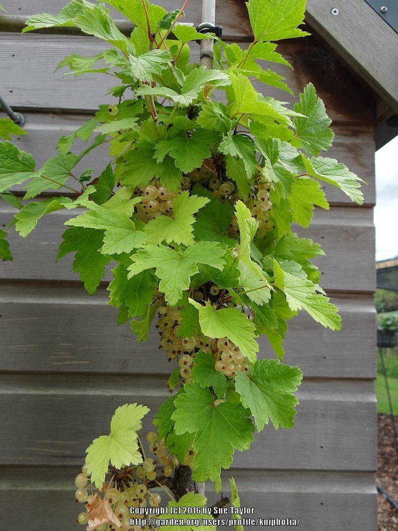 Photo of White Currant (Ribes rubrum 'Versailles Blanche') uploaded by kniphofia