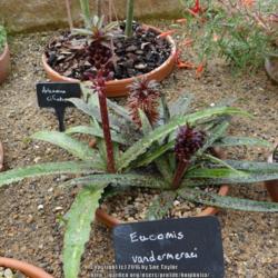 Location: RHS Harlow Carr alpine house, Yorkshire, UK
Date: 2016-07-27