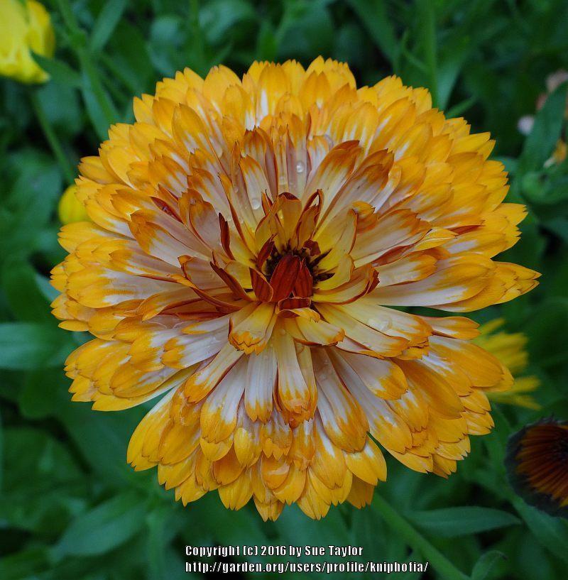 Photo of Pot Marigold (Calendula officinalis 'Touch of Red') uploaded by kniphofia