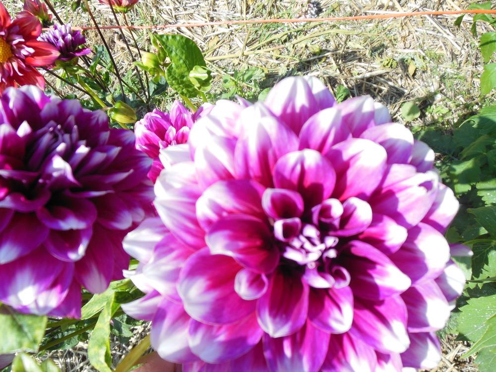 Photo of Dahlia 'Patches' uploaded by CLC70