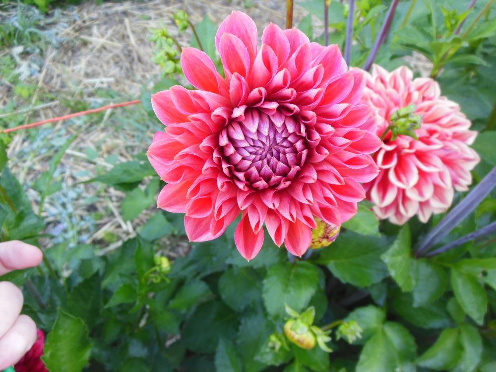Photo of Dahlia 'Tempest' uploaded by CLC70