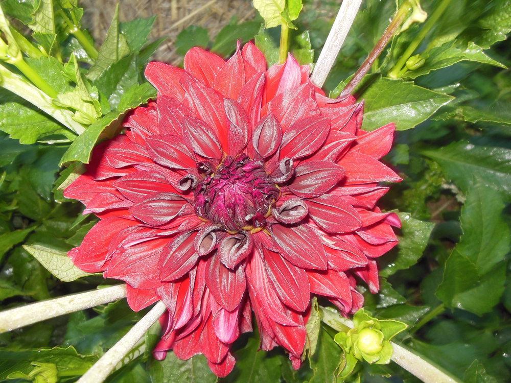 Photo of Dahlia 'American Beauty' uploaded by CLC70